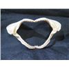 Image 8 : Misc. Seashells, Purple Coral & Shark's Jaw w/ Teeth