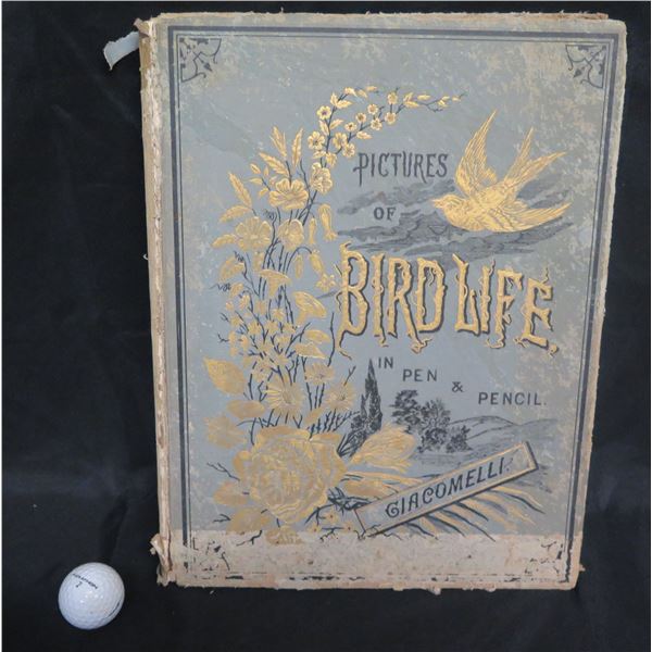 Pictures of Bird Life in Pen & Pencil Illustrations by Giacomelli Vintage Book