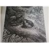 Image 24 : Pictures of Bird Life in Pen & Pencil Illustrations by Giacomelli Vintage Book