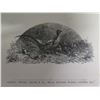 Image 29 : Pictures of Bird Life in Pen & Pencil Illustrations by Giacomelli Vintage Book