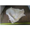 Image 4 : White Rabbit Pelt