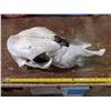 Image 1 : old sun bleached horse skull