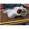 Image 2 : old sun bleached horse skull