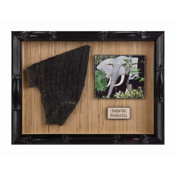 Jungle Cruise Elephant Skin Prop Mounted.