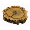 Image 2 : Frontierland Cork Oak Tree Cross Section.