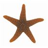 Image 1 : Submarine Voyage Starfish Prop.