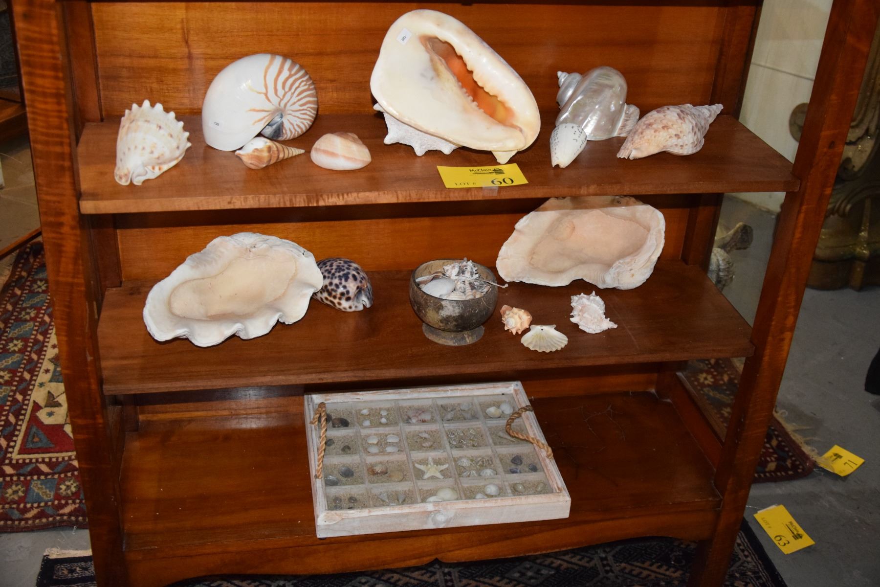 COLLECTION OF SHELLS