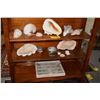 Image 1 : COLLECTION OF SHELLS