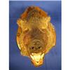 Image 1 : Mounted Boar’s head, 17" plaque