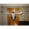 Image 1 : 85" wide mounted Texas longhorn steer UPDATE!!