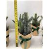 Image 3 : Small Artificial Potted Evergreens