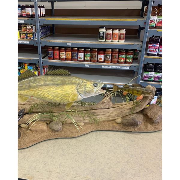 Replica Walleye + Skin Mount Perch. Made by a Veteran. Has a value of $1000.
