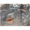 Image 4 : Footed Glass Dish Cat A