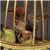 Image 3 : 1 FRENCH DOUBLE SINGING BIRD AUTOMATON 18" hi
