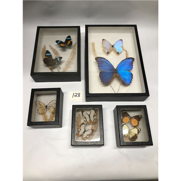5 Butterfly Shadow Boxes Hangable Pedersen's Natural History Selkirk