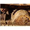 Image 10 : CAT D5B Dozer / Crawler Tractor