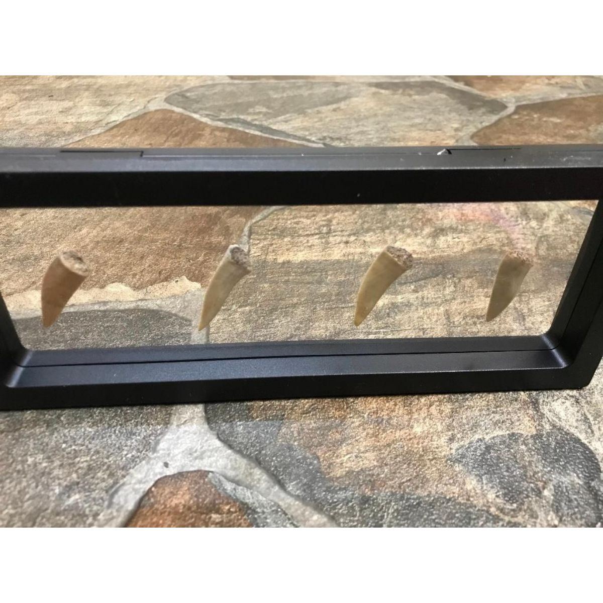 Set of Prehistoric Predator Fish Fangs, Fossils Display