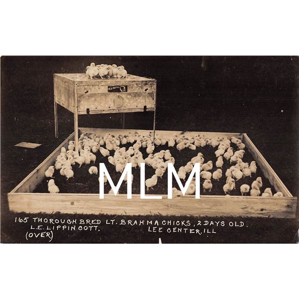 Johnson Incubator Man Clay City, Nebraska Advertising 165 Chicks Photo Postcard