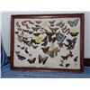 Image 1 : Large Window Box Of Collection Of Real Butterflies
