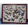 Image 2 : Large Window Box Of Collection Of Real Butterflies