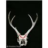 Image 1 : Hell Ride Deer Skull Movie Props