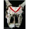 Image 2 : Hell Ride Deer Skull Movie Props