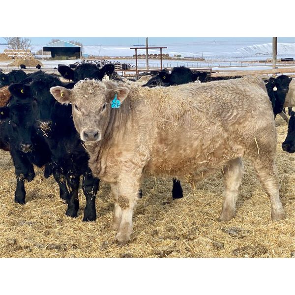 Stahlville Colony - 1100# Weaned Steers - 245 Head (Rockyford, AB)