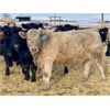 Image 1 : Stahlville Colony - 1100# Weaned Steers - 245 Head (Rockyford, AB)