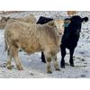 Image 3 : Stahlville Colony - 1100# Weaned Steers - 245 Head (Rockyford, AB)