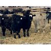 Image 4 : Stahlville Colony - 1100# Weaned Steers - 245 Head (Rockyford, AB)