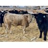Image 6 : Stahlville Colony - 1100# Weaned Steers - 245 Head (Rockyford, AB)