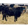 Image 8 : Stahlville Colony - 1100# Weaned Steers - 245 Head (Rockyford, AB)
