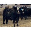 Image 9 : Stahlville Colony - 1100# Weaned Steers - 245 Head (Rockyford, AB)
