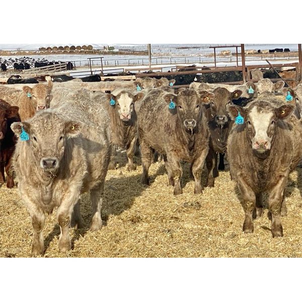 Stahlville Colony - 1000# Weaned Heifers - 65 Head (Rockyford, AB)