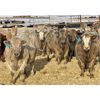 Image 1 : Stahlville Colony - 1000# Weaned Heifers - 65 Head (Rockyford, AB)