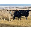 Image 2 : Stahlville Colony - 1000# Weaned Heifers - 65 Head (Rockyford, AB)