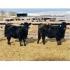 Image 3 : Stahlville Colony - 1000# Weaned Heifers - 65 Head (Rockyford, AB)