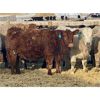 Image 5 : Stahlville Colony - 1000# Weaned Heifers - 65 Head (Rockyford, AB)