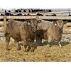 Image 6 : Stahlville Colony - 1000# Weaned Heifers - 65 Head (Rockyford, AB)