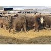 Image 7 : Stahlville Colony - 1000# Weaned Heifers - 65 Head (Rockyford, AB)