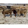 Image 8 : Stahlville Colony - 1000# Weaned Heifers - 65 Head (Rockyford, AB)