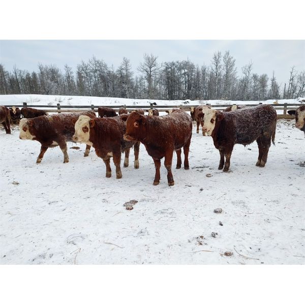Joe & Joanne Jackson - 900# Weaned Steers - 133 Head (Sundre, AB)