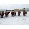 Image 3 : Joe & Joanne Jackson - 900# Weaned Steers - 133 Head (Sundre, AB)