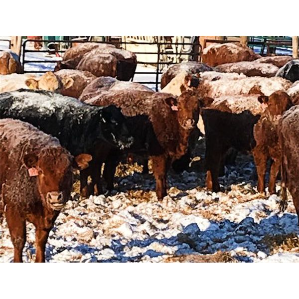 Cactus Ridge Enterprises - 825# Open Heifers - 115 Head (Chauvin, AB)