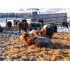 Image 2 : Cactus Ridge Enterprises - 825# Open Heifers - 115 Head (Chauvin, AB)