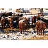 Image 3 : Cactus Ridge Enterprises - 825# Open Heifers - 115 Head (Chauvin, AB)