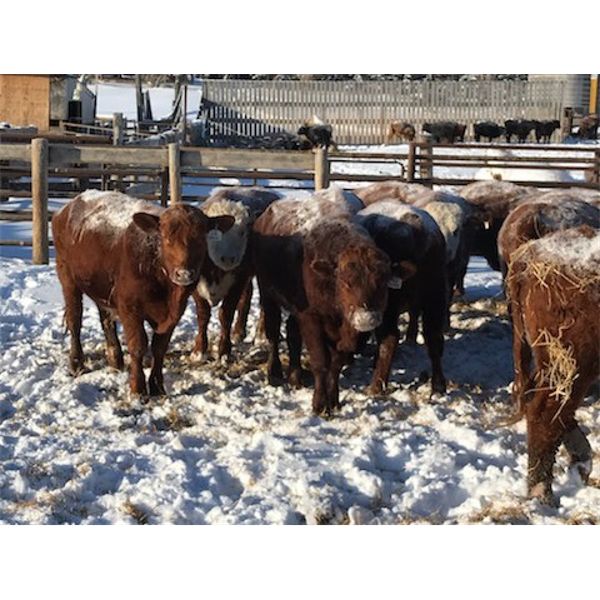 Cactus Ridge Enterprises - 850# Bulls - 45 Head (Chauvin, AB)