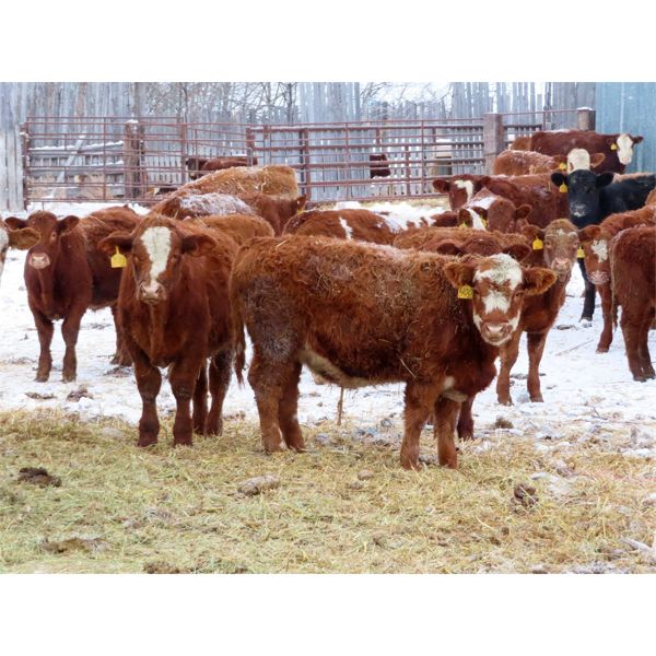 Kevin Lang - 700# Weaned Steers - 150 Head (Waldron, SK)
