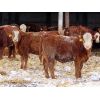Image 3 : Kevin Lang - 700# Weaned Steers - 150 Head (Waldron, SK)
