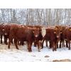 Image 4 : Kevin Lang - 700# Weaned Steers - 150 Head (Waldron, SK)